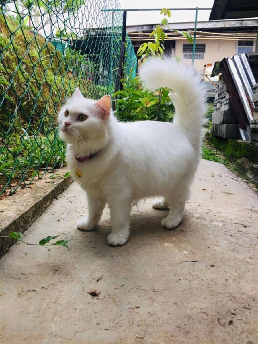 revistacarpediem.com - Gatinha abandonada passa por transformação impressionante após encontrar quem a ame