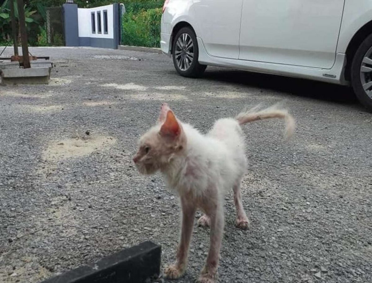 revistacarpediem.com - Gatinha abandonada passa por transformação impressionante após encontrar quem a ame