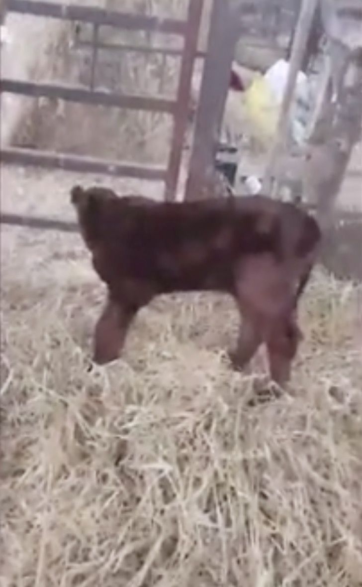 vaca salvar comprar ternero matadero toro bebe gigante0004 - Ela salvou bezerro de ser levado para o matadouro e agora tem um grande touro de estimação
