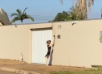 Vídeo!! Cão toca campainha para entrar em casa e dono se assusta: ‘Pensava que era um fantasma’