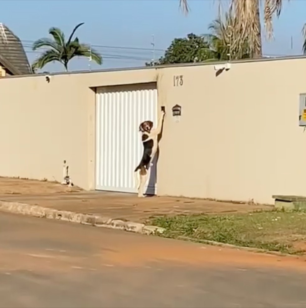 revistacarpediem.com - Vídeo!! Cão toca campainha para entrar em casa e dono se assusta: 'Pensava que era um fantasma'