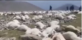 Centenas de ovelhas morrem em colina após relâmpago
