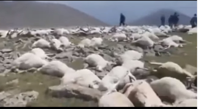 Centenas de ovelhas morrem em colina após relâmpago