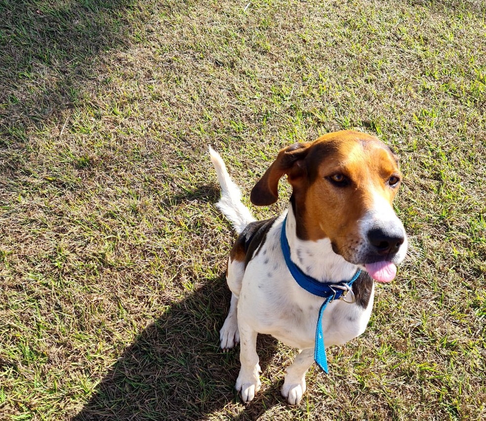 revistacarpediem.com - Vídeo!! Cão toca campainha para entrar em casa e dono se assusta: 'Pensava que era um fantasma'