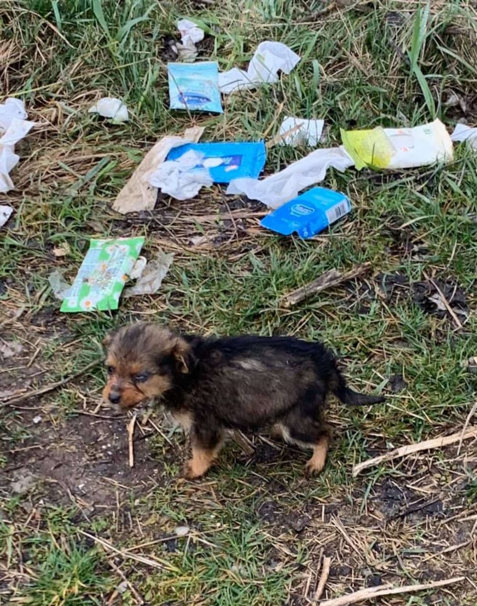 revistacarpediem.com - Rapaz encontra cachorrinha filhote usando sapato como abrigo contra o frio e decide adotá-la