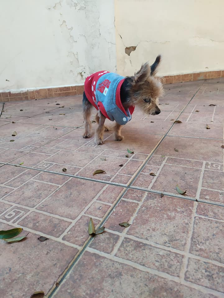 revistacarpediem.com - Cachorro completa 19 anos (123 anos humanos) e dona lamenta: ‘Não estou pronta pra me despedir’