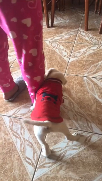 revistacarpediem.com - Em vídeo fofo, cachorrinho que mordeu dona recebe 'bronca' de mamãe cadela