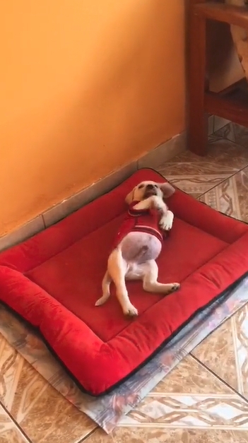 revistacarpediem.com - Em vídeo fofo, cachorrinho que mordeu dona recebe 'bronca' de mamãe cadela