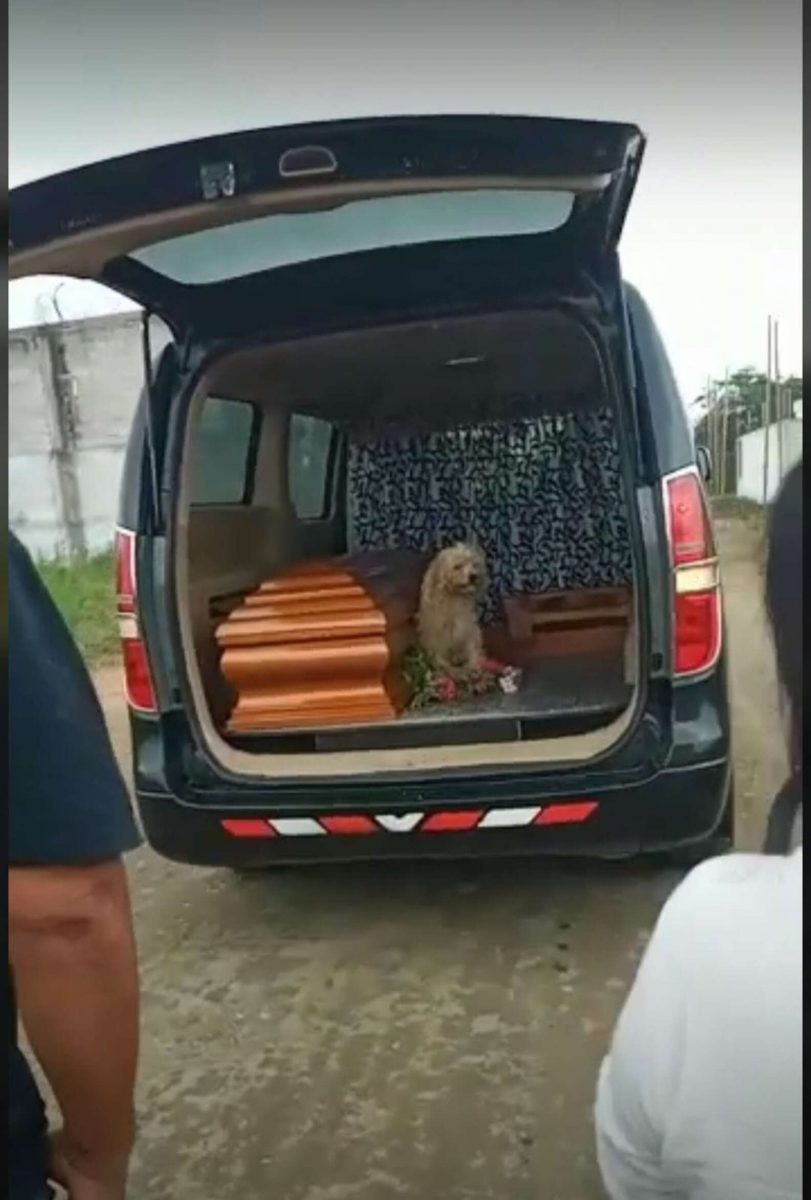 2 1 scaled - Cãozinho fiel insiste em ficar ao lado de sua dona até o fim, inclusive durante seu funeral