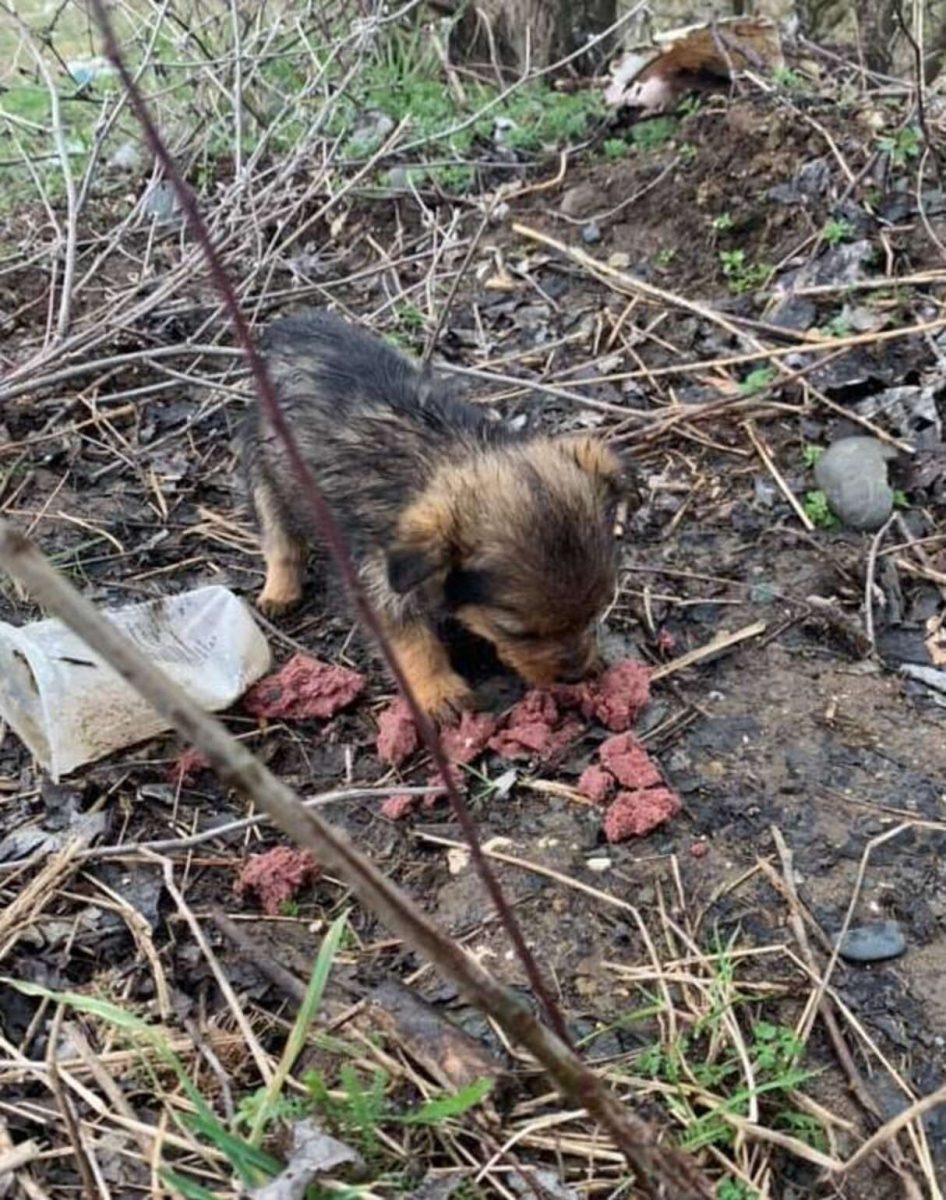 revistacarpediem.com - Rapaz encontra cachorrinha filhote usando sapato como abrigo contra o frio e decide adotá-la