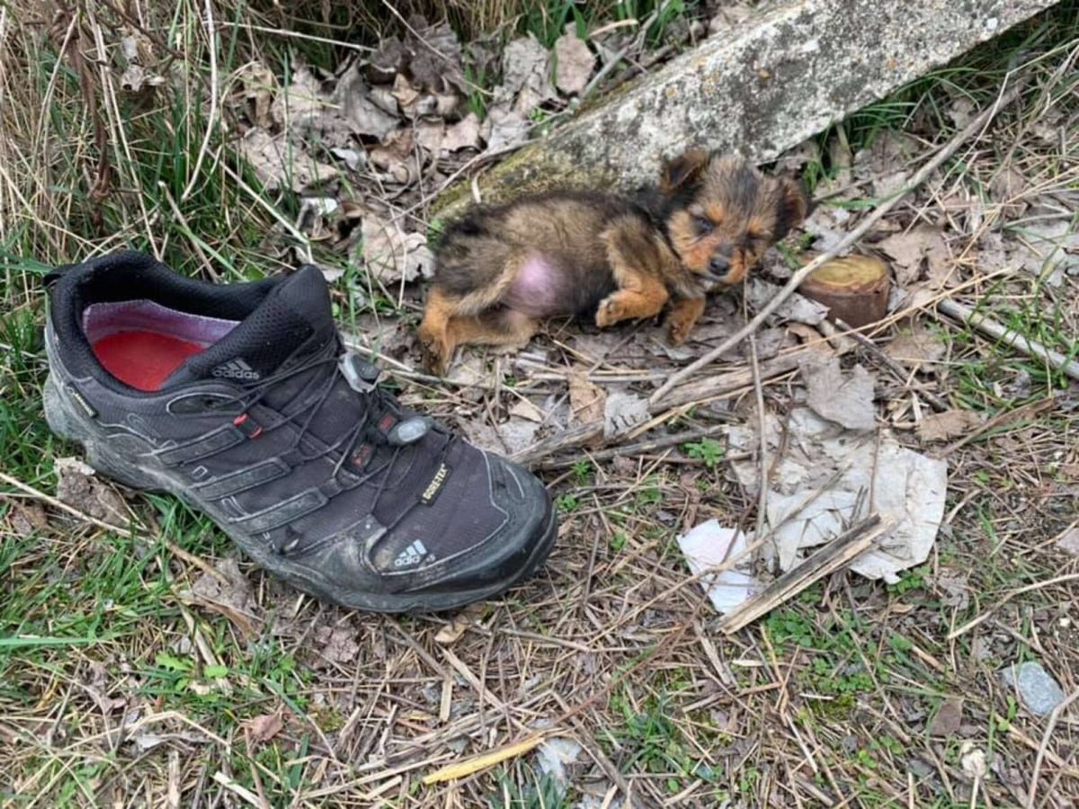 revistacarpediem.com - Rapaz encontra cachorrinha filhote usando sapato como abrigo contra o frio e decide adotá-la