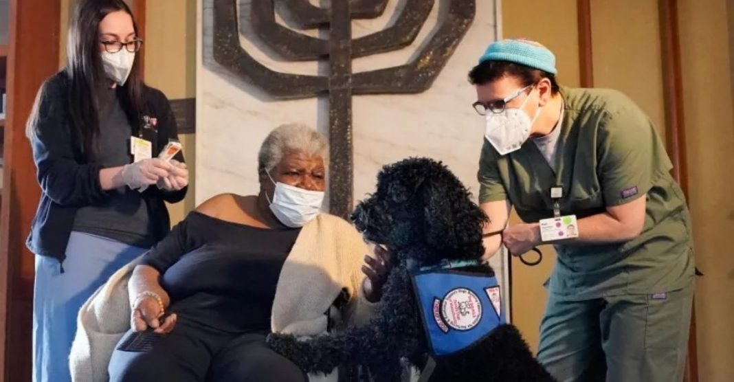 Cães ‘terapeutas’ são usados para ajudar pessoas com medo de agulha no momento da vacinação