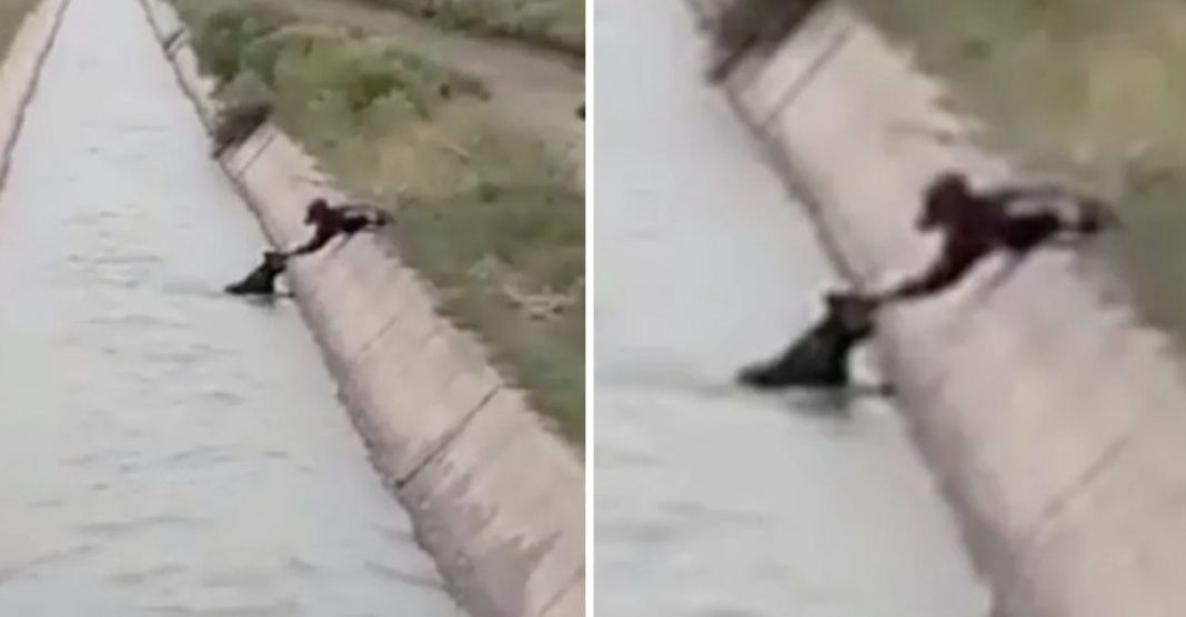 Jovem resgata cachorrinho que caiu em vala durante forte chuva na Argentina [VIDEO]