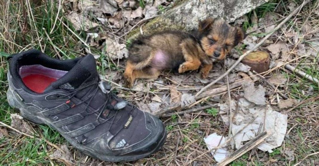 Rapaz encontra cachorrinha filhote usando sapato como abrigo contra o frio e decide adotá-la