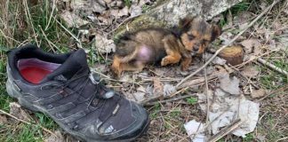 Rapaz encontra cachorrinha filhote usando sapato como abrigo contra o frio e decide adotá-la