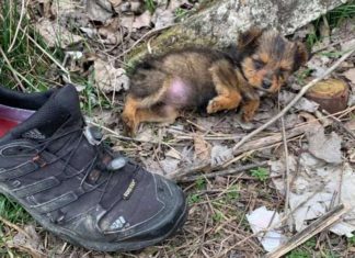 Rapaz encontra cachorrinha filhote usando sapato como abrigo contra o frio e decide adotá-la