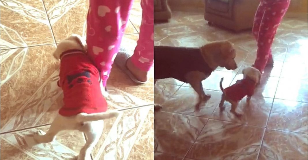 Em vídeo fofo, cachorrinho que mordeu dona recebe ‘bronca’ de mamãe cadela