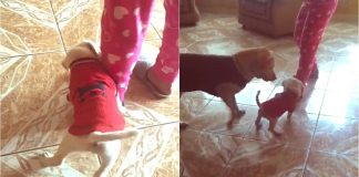 Em vídeo fofo, cachorrinho que mordeu dona recebe ‘bronca’ de mamãe cadela