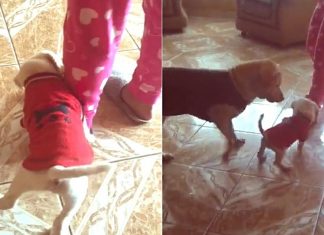 Em vídeo fofo, cachorrinho que mordeu dona recebe ‘bronca’ de mamãe cadela