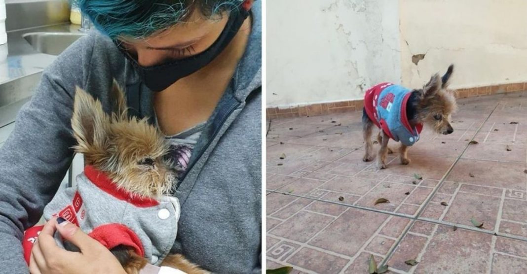 Cachorro completa 19 anos (123 anos humanos) e dona lamenta: ‘Não estou pronta pra me despedir’