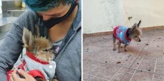 Cachorro completa 19 anos (123 anos humanos) e dona lamenta: ‘Não estou pronta pra me despedir’