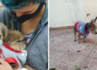 Cachorro completa 19 anos (123 anos humanos) e dona lamenta: ‘Não estou pronta pra me despedir’