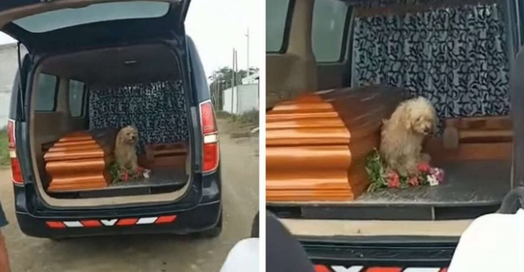 Cãozinho fiel insiste em ficar ao lado de sua dona até o fim, inclusive durante seu funeral