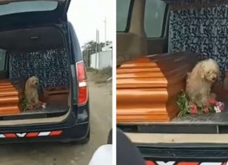 Cãozinho fiel insiste em ficar ao lado de sua dona até o fim, inclusive durante seu funeral