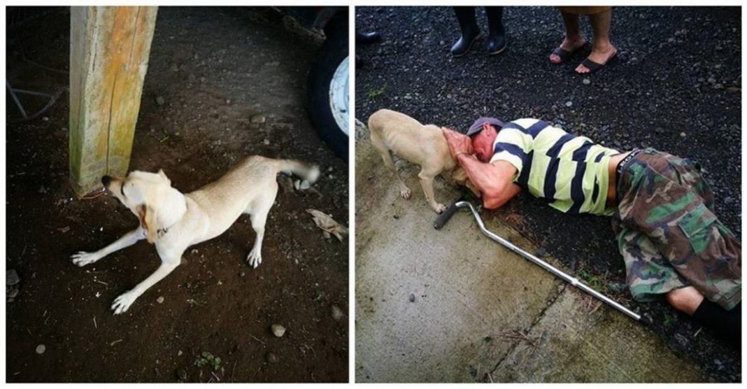 Cadela arrisca a própria vida em rua movimentada para pedir ajuda ao seu dono ferido