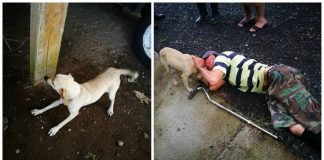 Cadela arrisca a própria vida em rua movimentada para pedir ajuda ao seu dono ferido