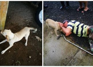 Cadela arrisca a própria vida em rua movimentada para pedir ajuda ao seu dono ferido