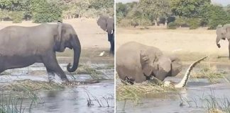 Mamãe elefante pisoteia jacaré para defender filhote #vídeo