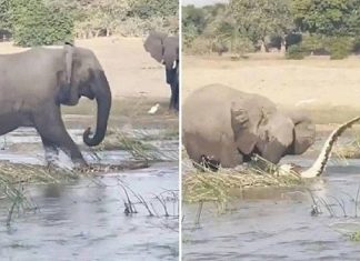 Mamãe elefante pisoteia jacaré para defender filhote #vídeo
