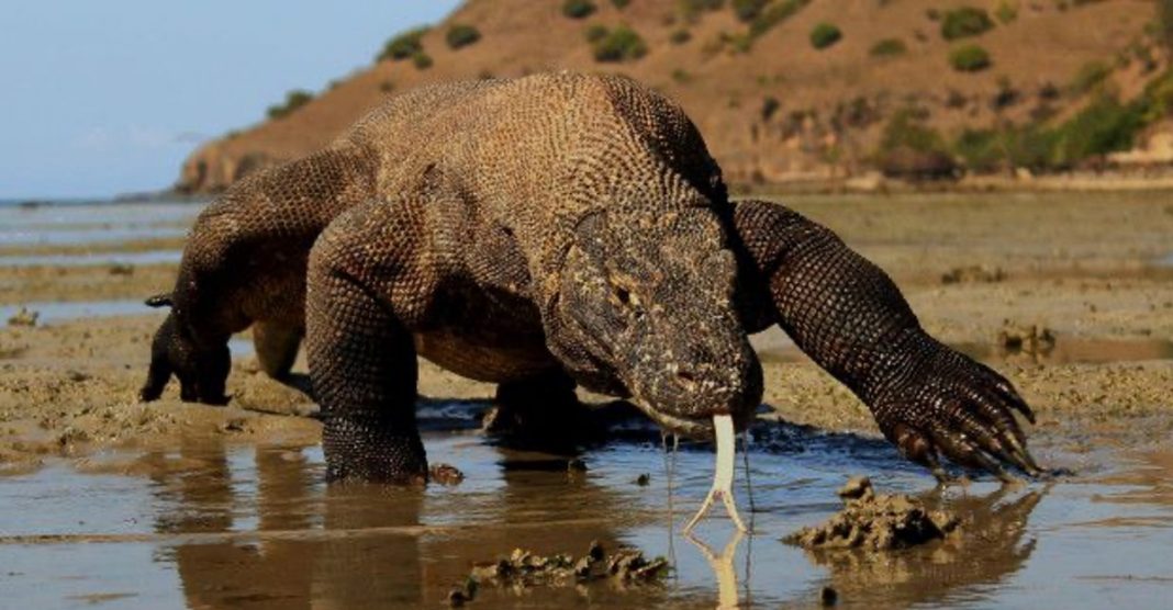 Dragão de Komodo agora é espécie ameaçada de extinção, afirmam cientistas