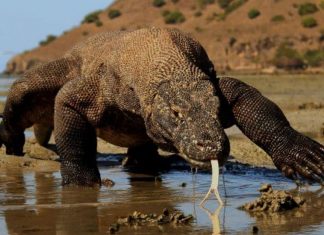 Dragão de Komodo agora é espécie ameaçada de extinção, afirmam cientistas