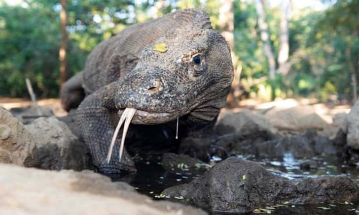 revistacarpediem.com - Dragão de Komodo agora é espécie ameaçada de extinção, afirmam cientistas