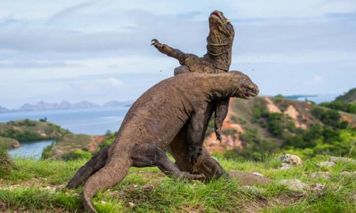 dragon de komodo king kong - Dragão de Komodo agora é espécie ameaçada de extinção, afirmam cientistas