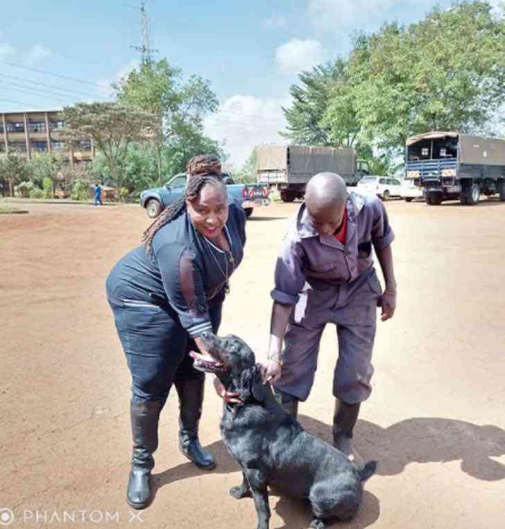 revistacarpediem.com - Mulher diz que prefere cachorros a homens por causa de sua lealdade: "Nunca vão te abandonar'