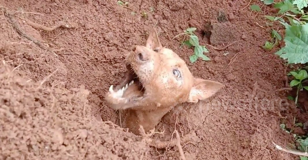 Após “latir” por ajuda, esta cachorra,  com a sujeira até o pescoço,  consegue  resgate para seus filhotes