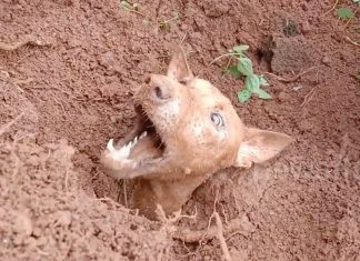 Após “latir” por ajuda, esta cachorra,  com a sujeira até o pescoço,  consegue  resgate para seus filhotes