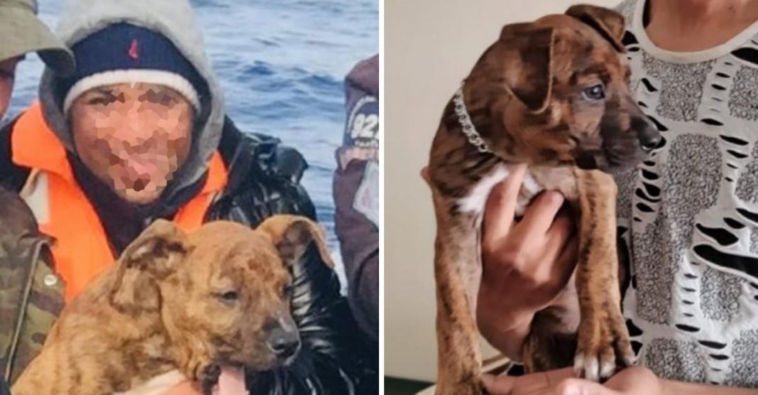 Nos braços do dono, cãozinho ‘imigrante’ chega de jangada ao litoral da Espanha