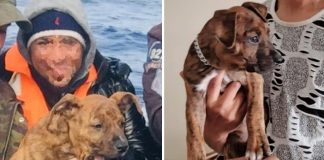 Nos braços do dono, cãozinho ‘imigrante’ chega de jangada ao litoral da Espanha