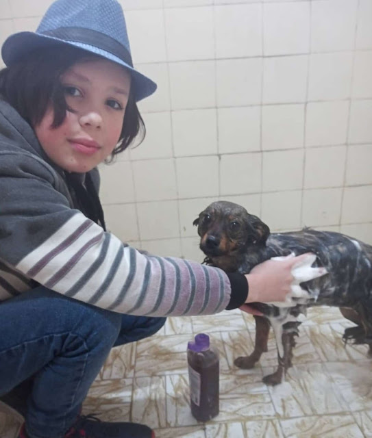 4 32 - Menino de 11 anos dá banho e vacina cães de rua para ajudá-los a encontrar um novo lar