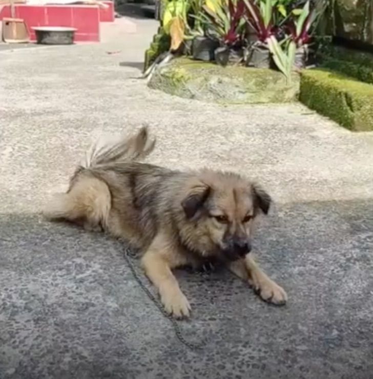 revistacarpediem.com - Cãozinho desnutrido encontrado à beira da morte recupera peso após rápida recuperação