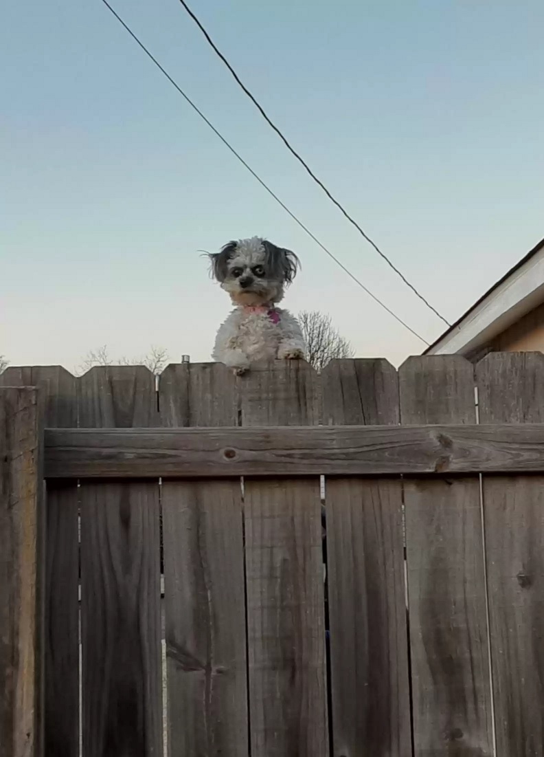 1 - Esta cachorrinha 'espiando' por cima de uma cerca está deixando as pessoas "desconfortáveis"