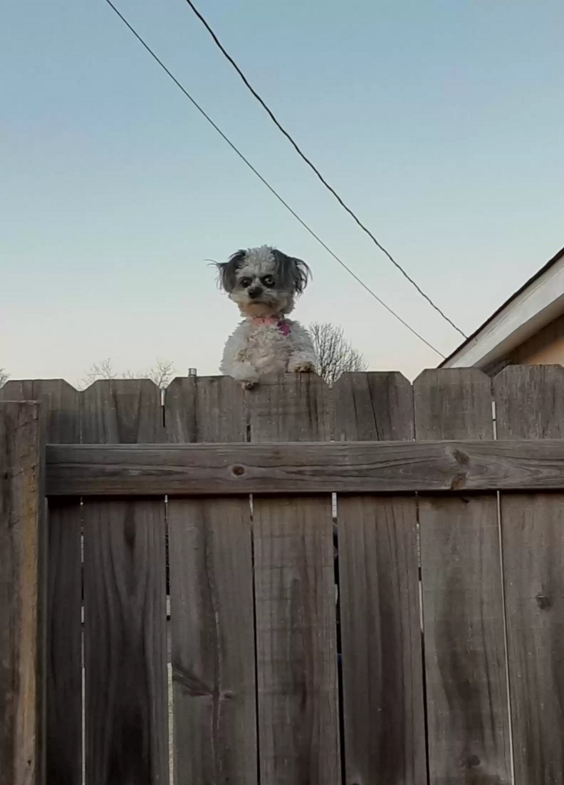 revistacarpediem.com - Esta cachorrinha 'espiando' por cima de uma cerca está deixando as pessoas "desconfortáveis"