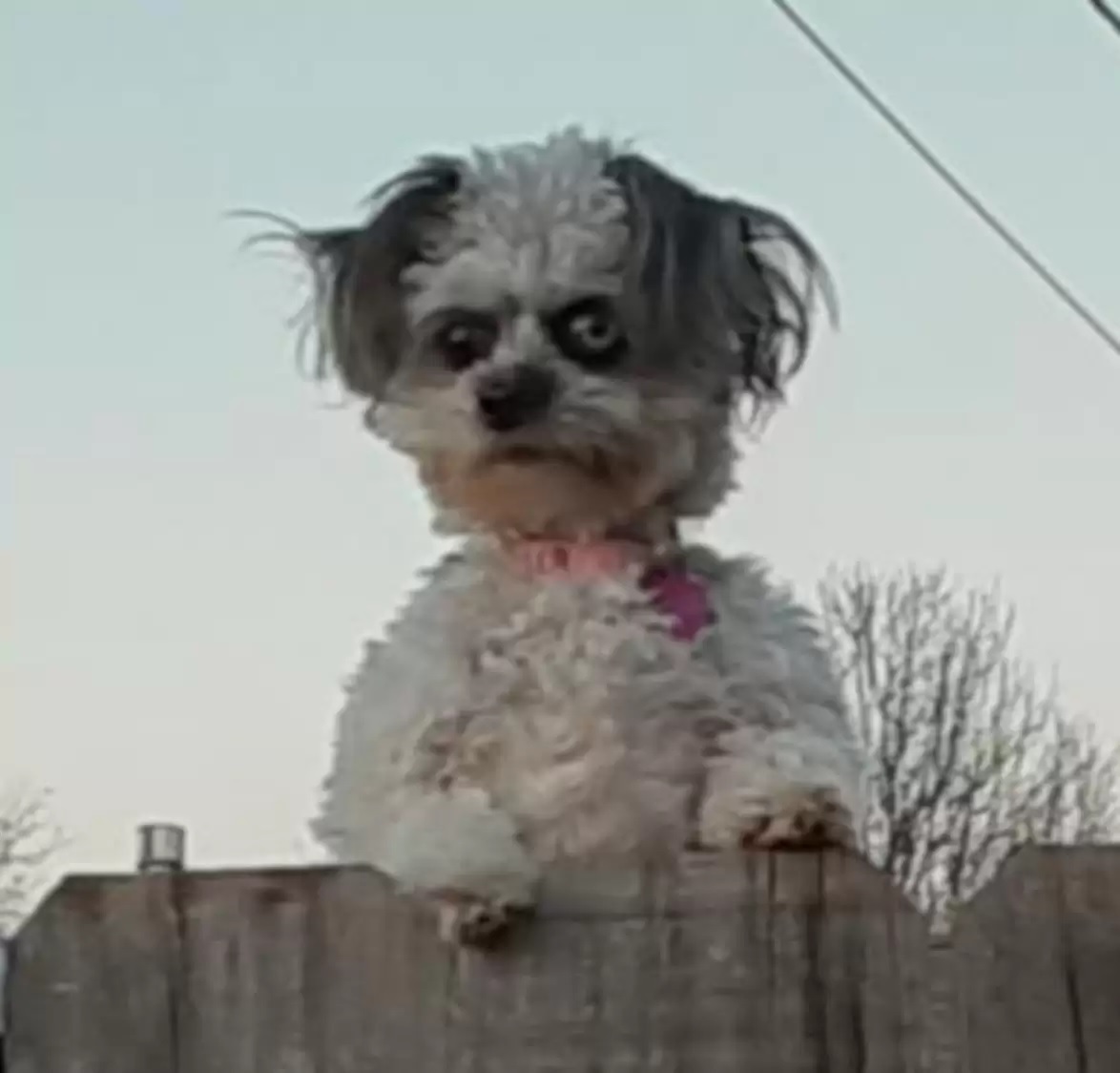 2 - Esta cachorrinha 'espiando' por cima de uma cerca está deixando as pessoas "desconfortáveis"