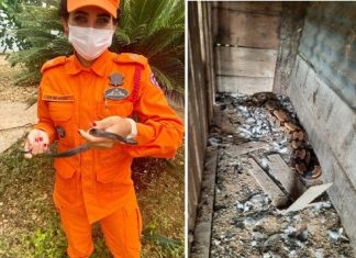 Em menos de um mês jiboia enorme e cobra preta são encontradas em casa