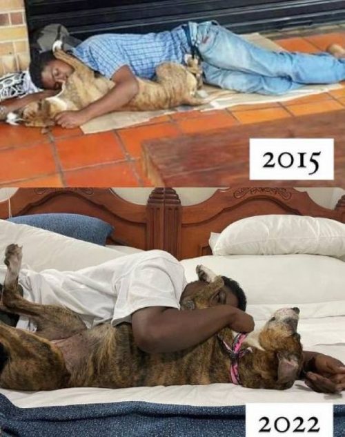 revistacarpediem.com - Morador de rua é flagrado comemorando o aniversário de seu cão do jeito mais fofo