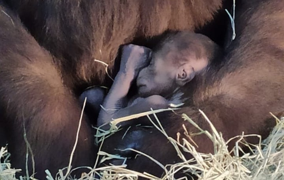 gorilinha - Filhote de gorila morre em Zoológico de Belo Horizonte enquanto brincava com os irmãos
